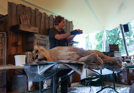 Forskning blandt alverdens dyr