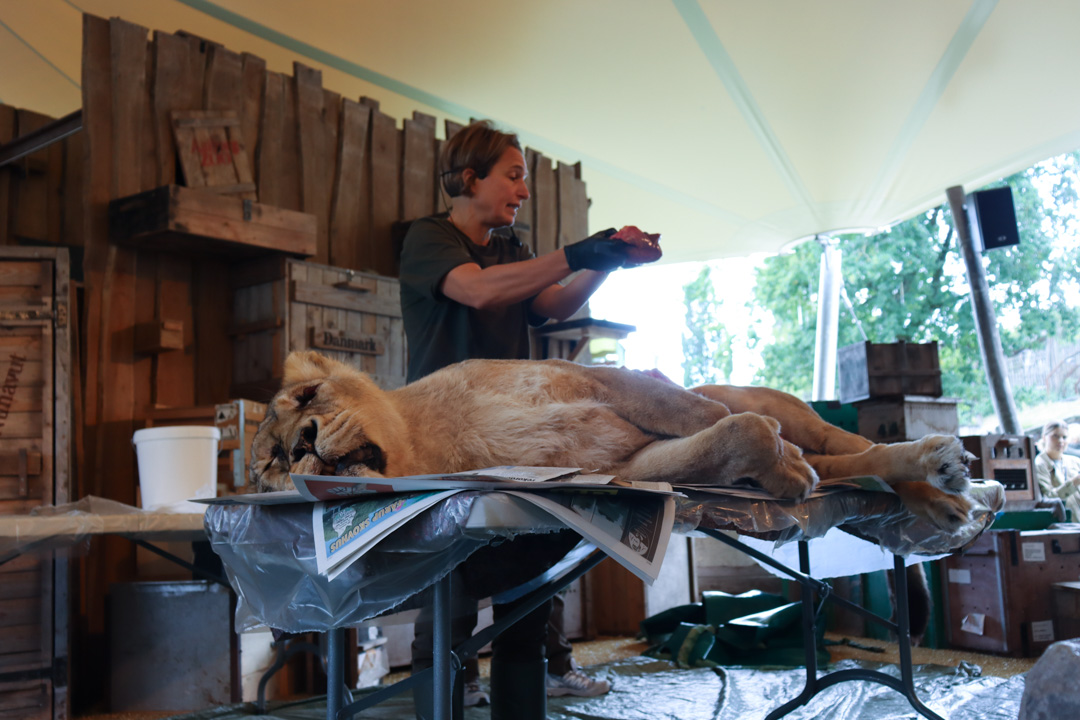 Forskning blandt alverdens dyr