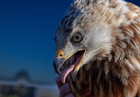 Når teknologi får vinger