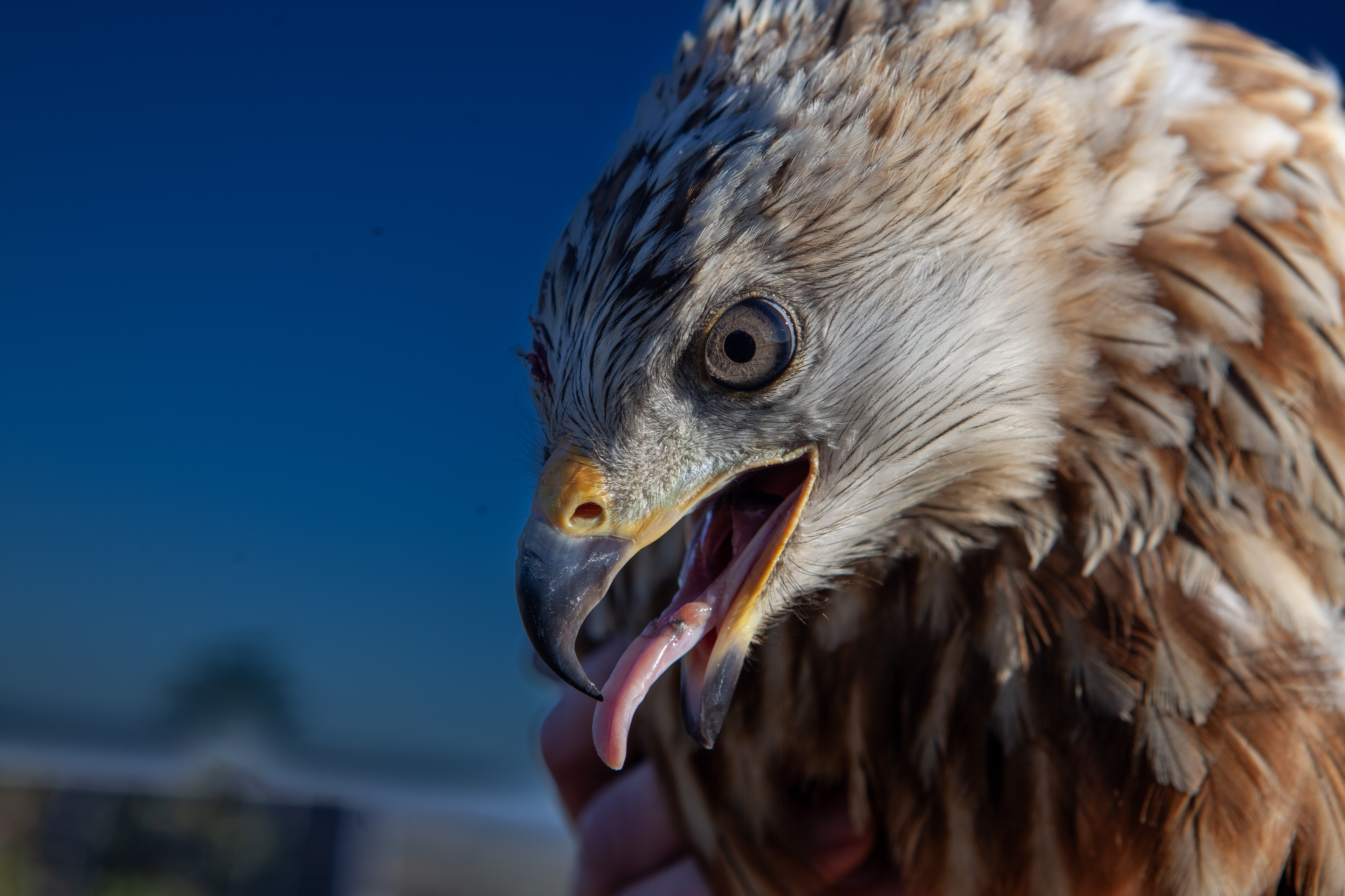 Når teknologi får vinger
