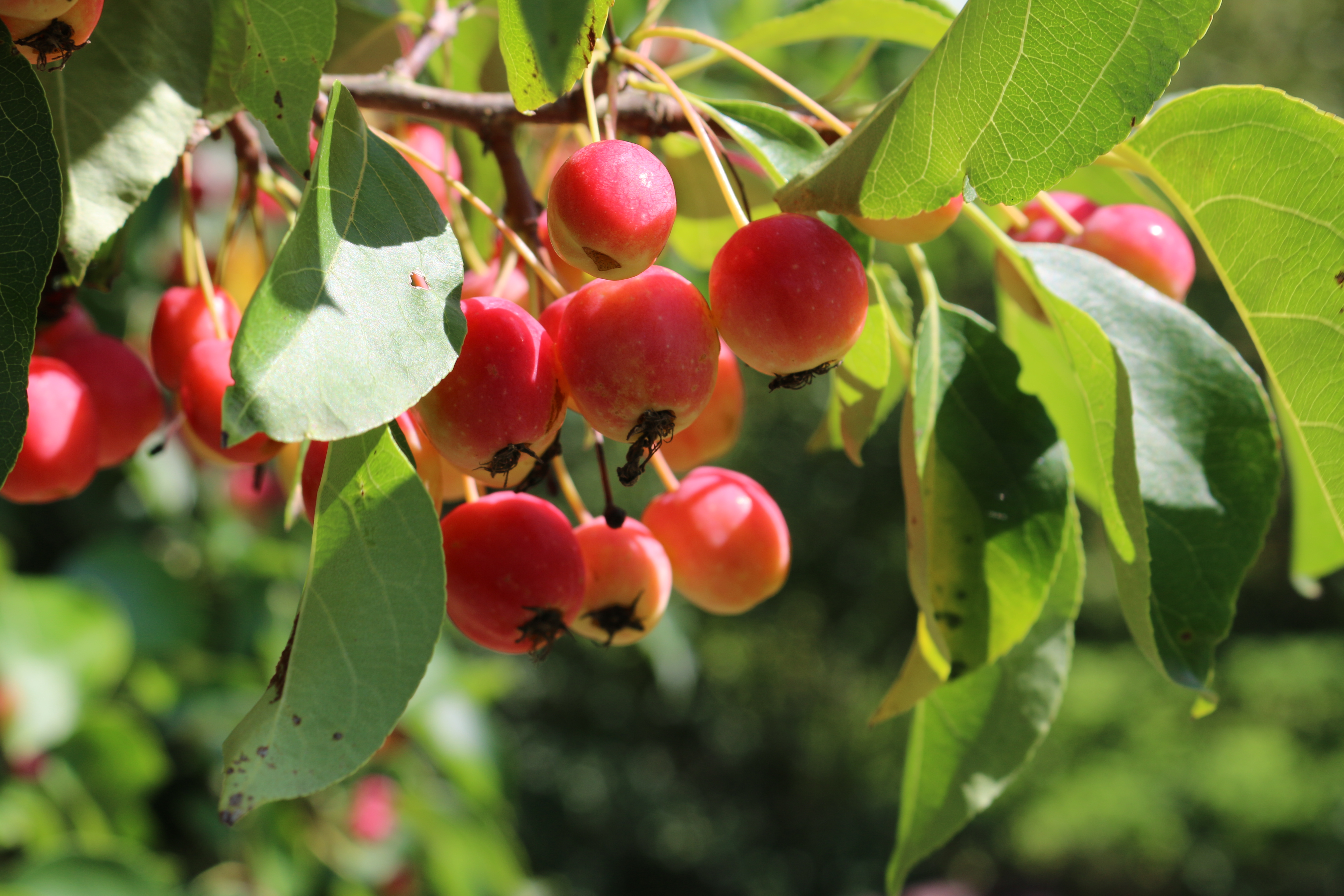 Falder æblet langt fra stammen?