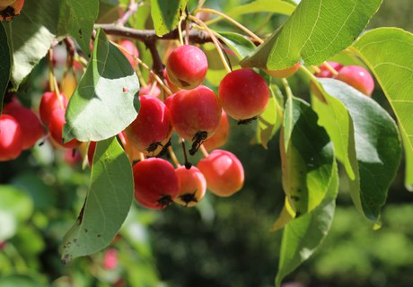 Falder æblet langt fra stammen?