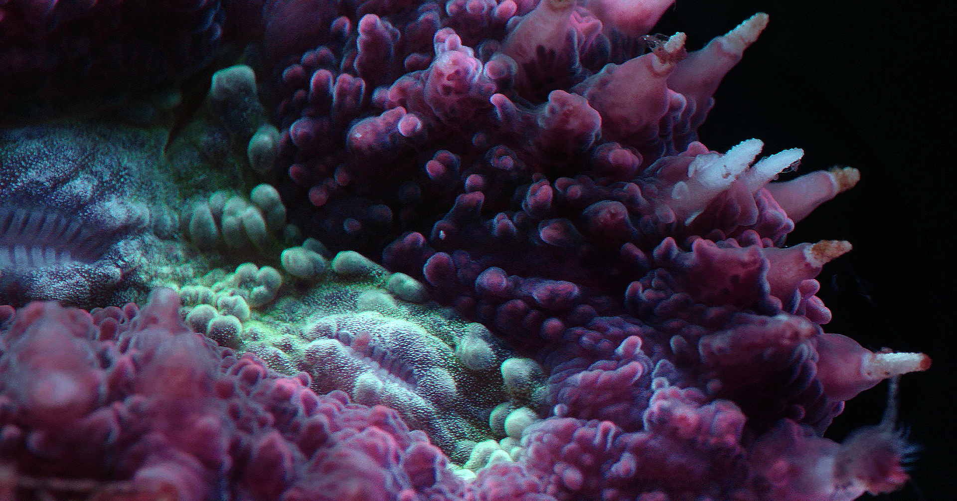 Breathing Coral