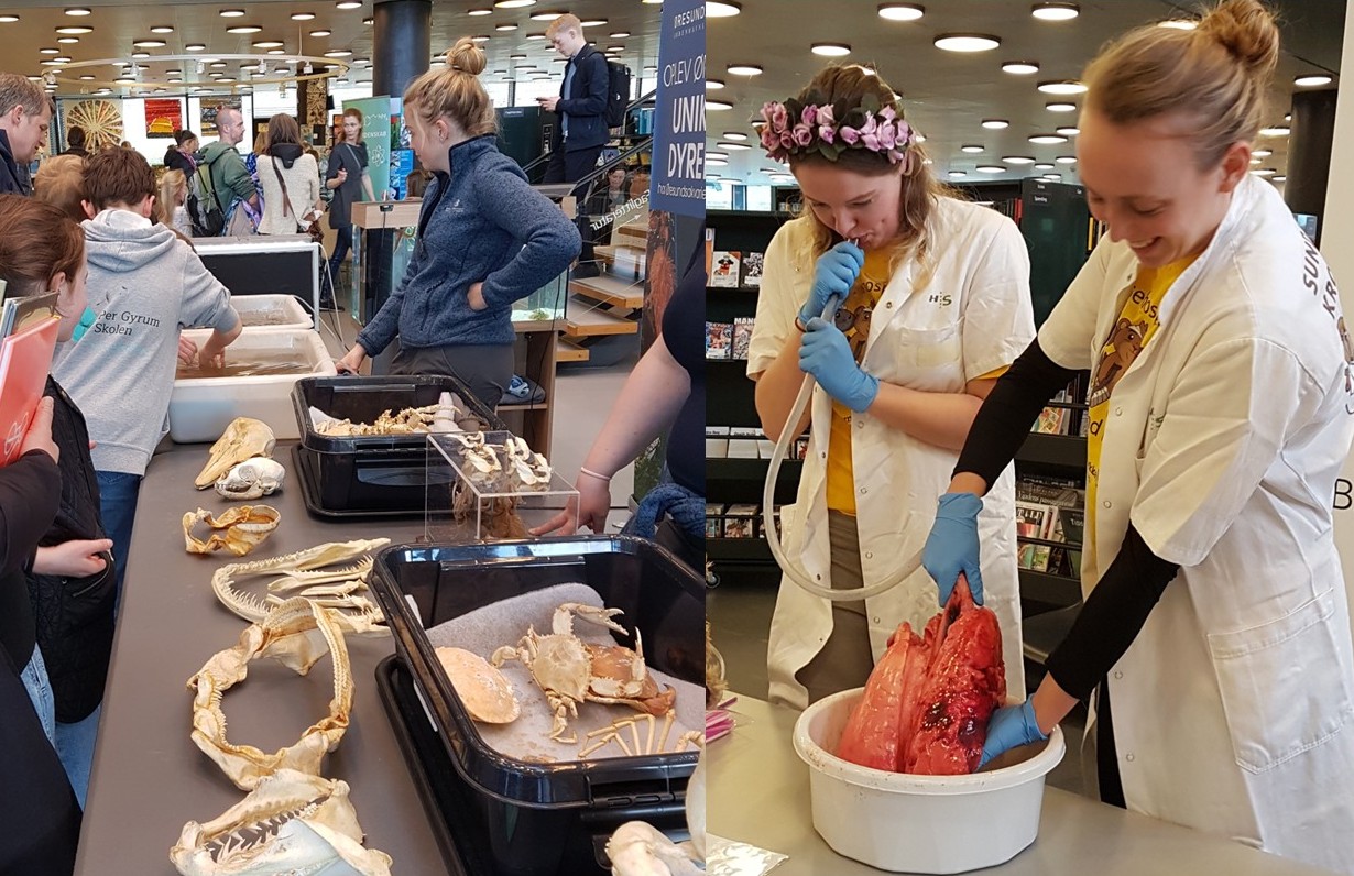 Videnskabsmarked for hele familien