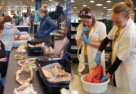 Videnskabsmarked for hele familien