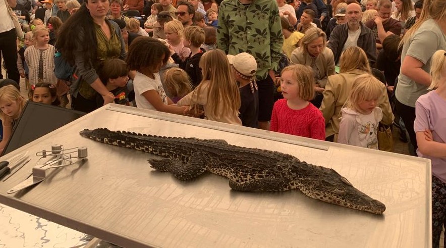 Krokodille-dissektion på Naturcenter Amager Strand
