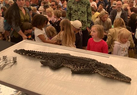 Krokodille-dissektion på Naturcenter Amager Strand