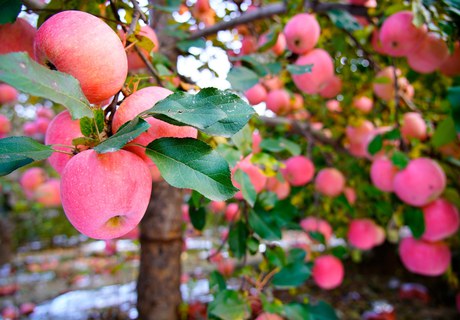 Foredrag: Falder æblet langt fra stammen?