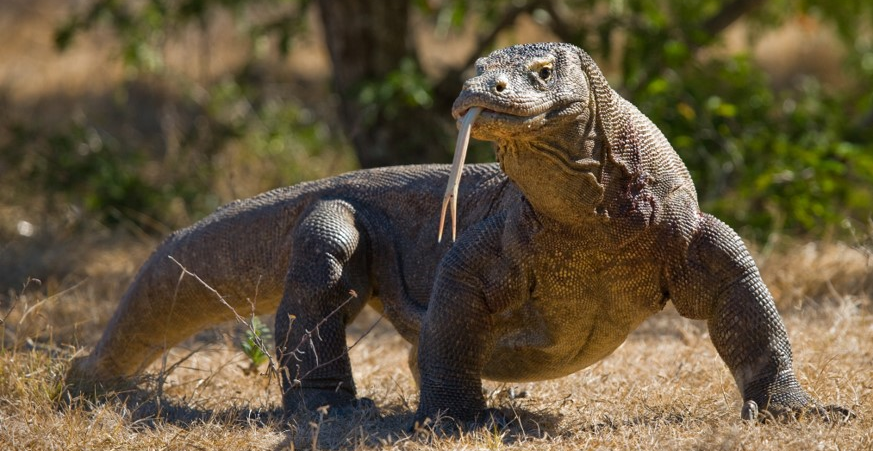 Forskning på komodovaraner