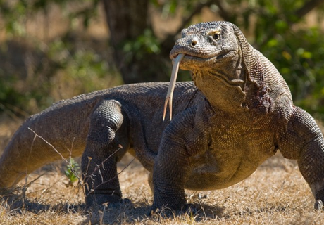 Forskning på komodovaraner