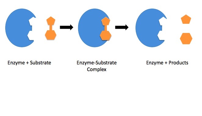 Kan enzymer redde menneskeheden?