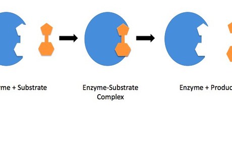 Kan enzymer redde menneskeheden?