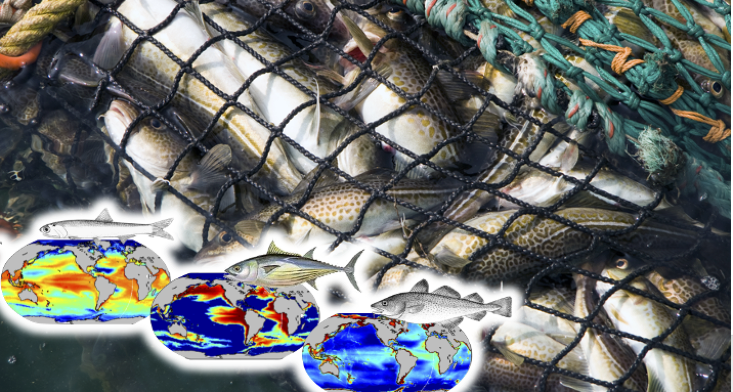 Kan fiskeri være bæredygtigt?