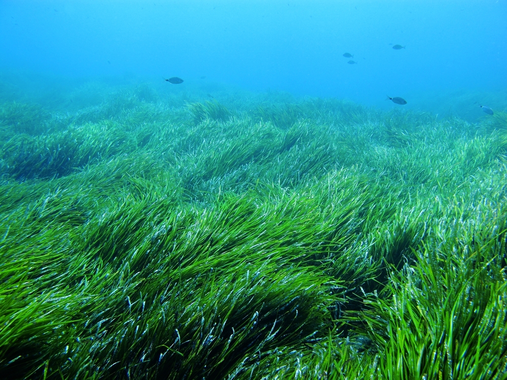 Metabolites and medicines: The microbial mysteries of seagrass