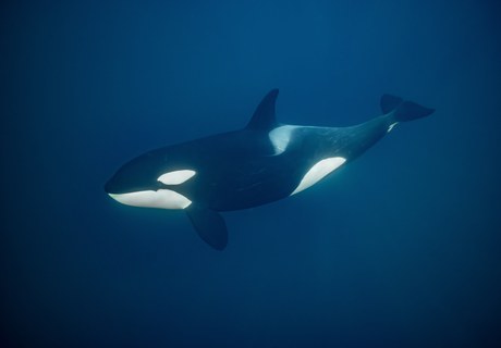 Hvalstrandinger: om redningsforsøget på spækhuggeren i Limfjorden i 2021 og 2022