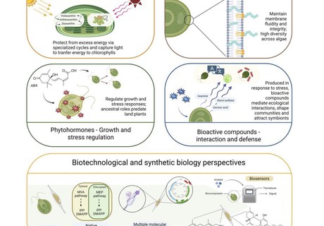 Uncovering the world of isoprenoids in phytoplankton and their many opportunities