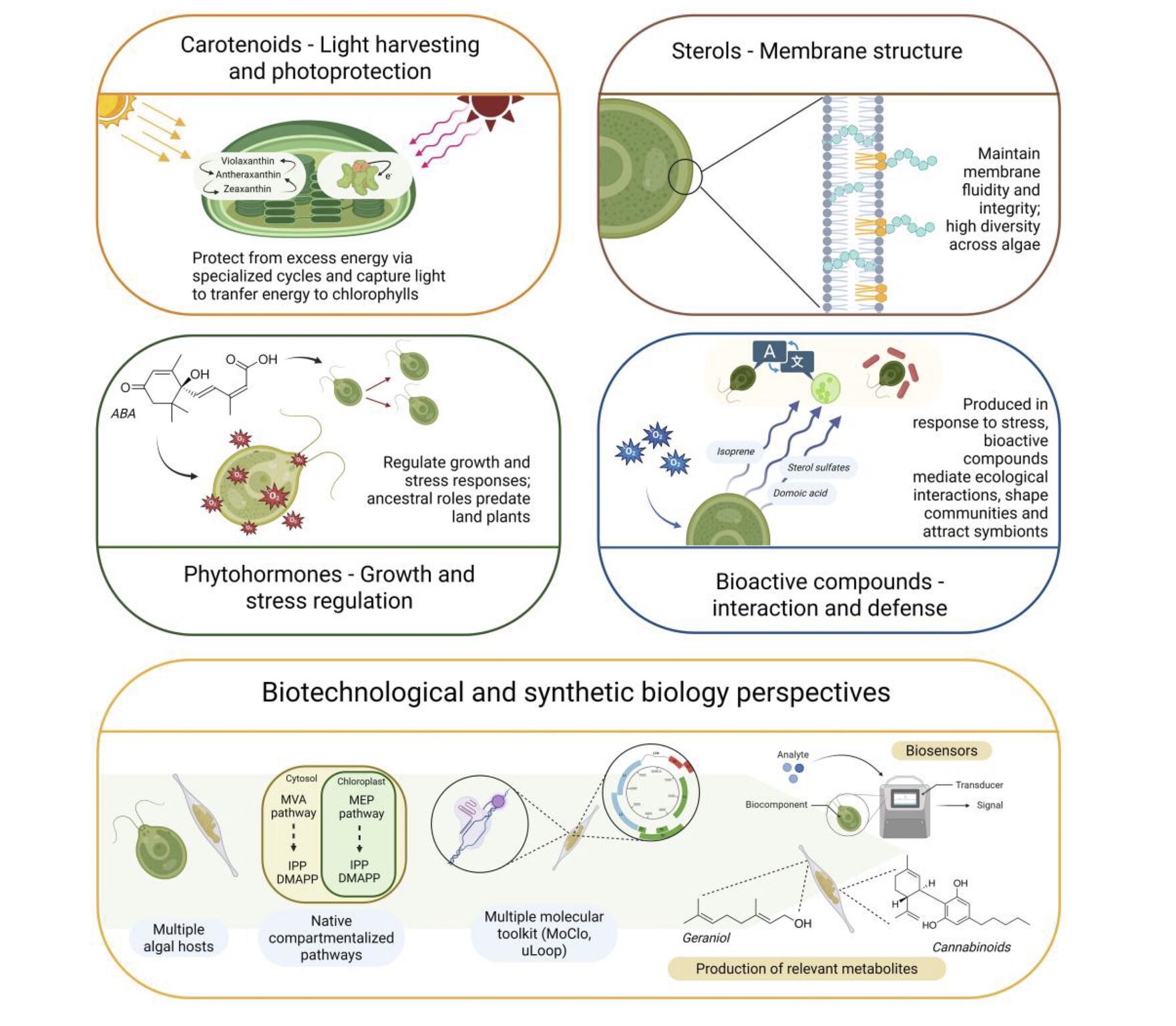 Uncovering the world of isoprenoids in phytoplankton and their many opportunities