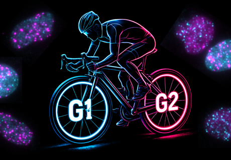 What cancer cells can teach us - by seeing them as cyclists