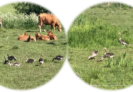 Citizen science – når befolkningen deltager i forskningen
