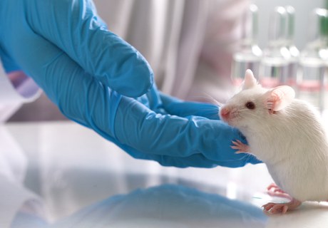 Dyreforsøg i Danmark