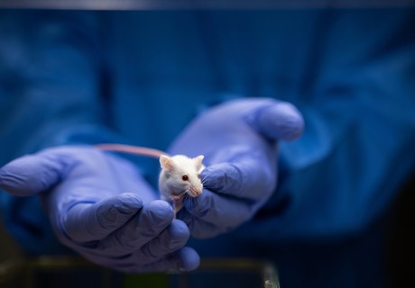 Etik i dyreforsøg og forskning