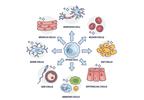 Learn how cells deal with choice paralysis… through Post-it notes!