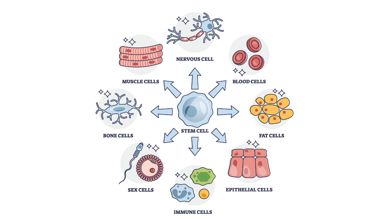 Learn how cells deal with choice paralysis… through Post-it notes!