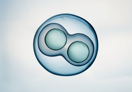 How Cells Split Their DNA: The Science of Fair Division