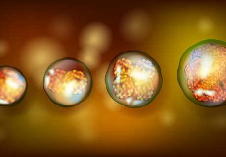 How Do Humans Begin? Exploring the Science and Limits of Early Development Research