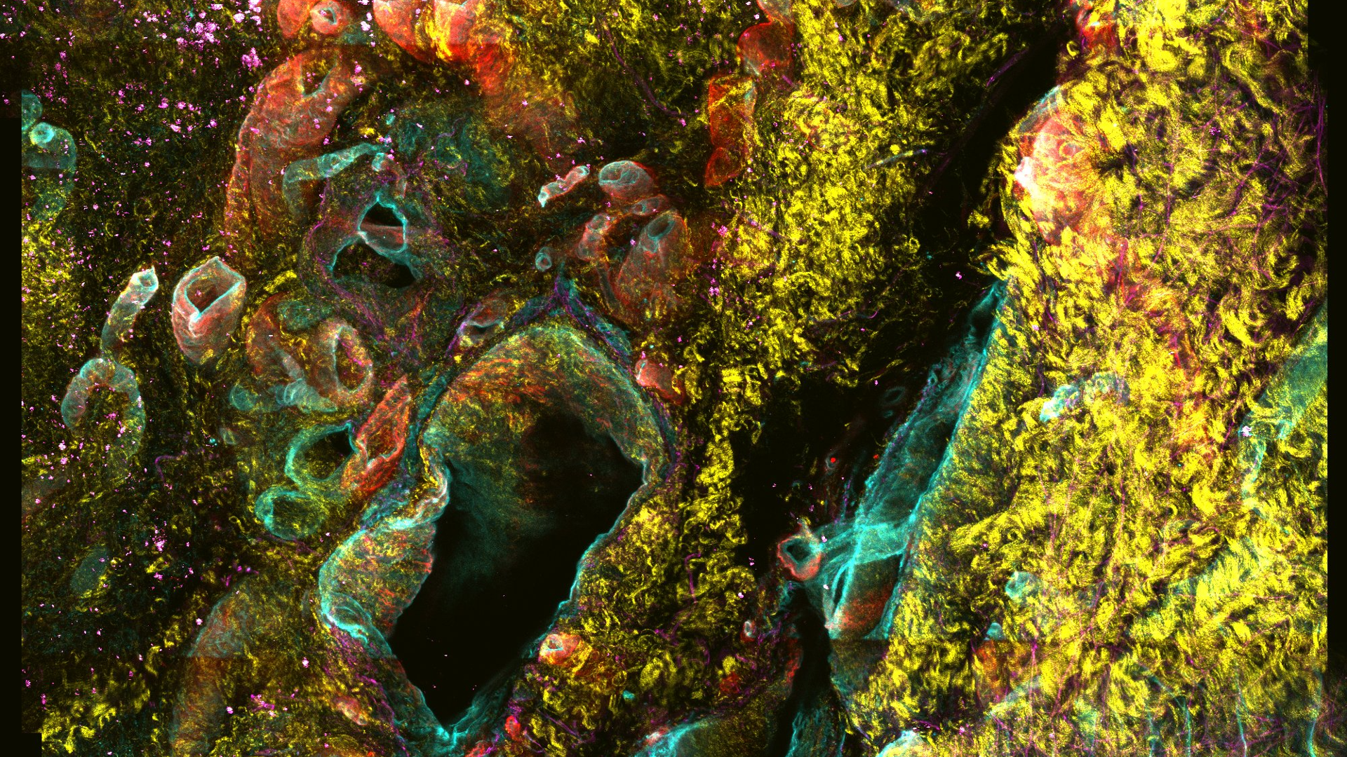 How the body’s hidden structure shapes health and disease