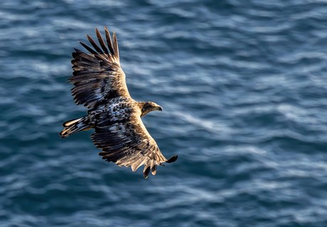Hvad dør havørne af i Danmark?