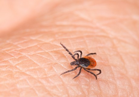 Kan skovflåter dufte sit bytte?