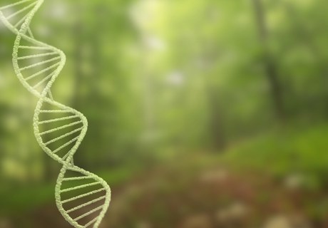 Life After Life: The Afterlife of DNA