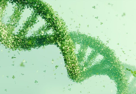 Mellemamerikas glemte folk – hemmeligheder i fossilt DNA fra mennesker og planter