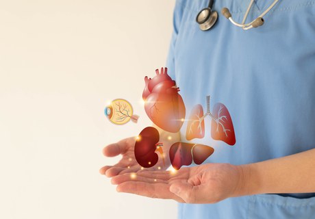 Når døden kan give liv - hvad sker der, når organdonation finder sted?