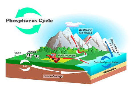 Phosphorus: Essential for Life - Lost from the Cycle