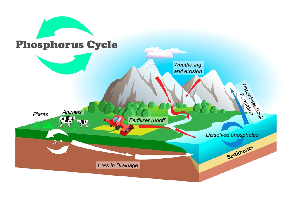Phosphorus: Essential for Life - Lost from the Cycle