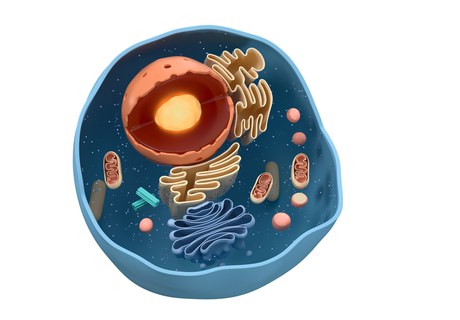 Quick and (Un)complicated - How proteins are made