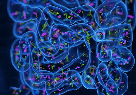 The Microbes Behind the Mirror: Rethinking Metabolism and Weight Loss