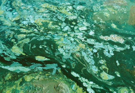 The sea and the sense of the smell