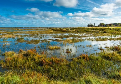 Wetlands: A forgotten ecosystem in the climate crisis