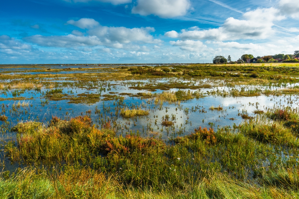 Wetlands: A forgotten ecosystem in the climate crisis