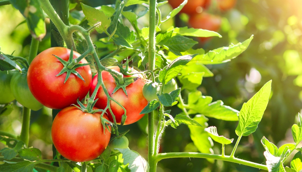 What if Electricity Could Help Nature Feed the World?