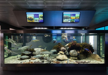 Rundvisning: 'Behind the scenes' på Øresundsakvariet