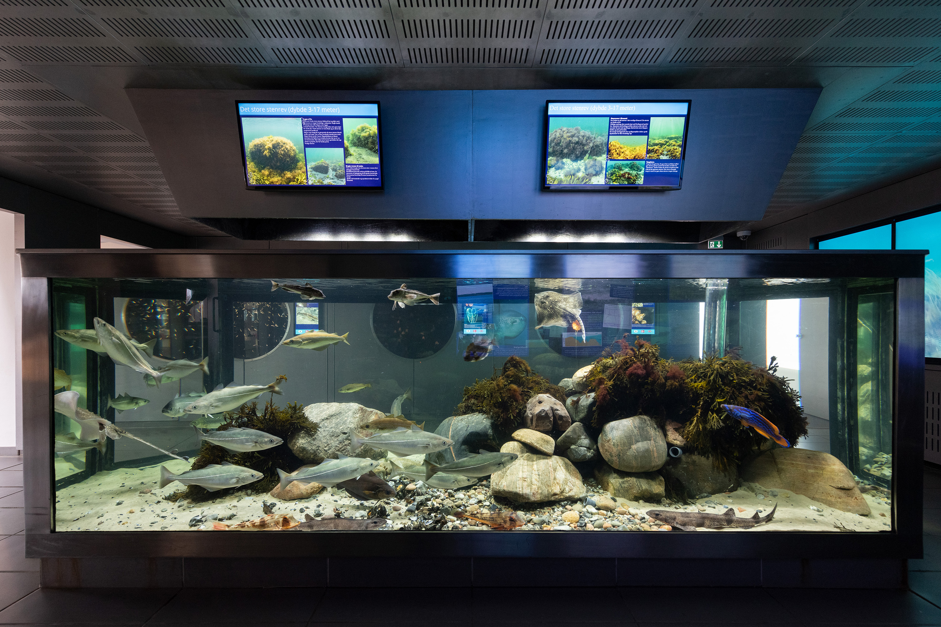 Rundvisning: 'Behind the scenes' på Øresundsakvariet